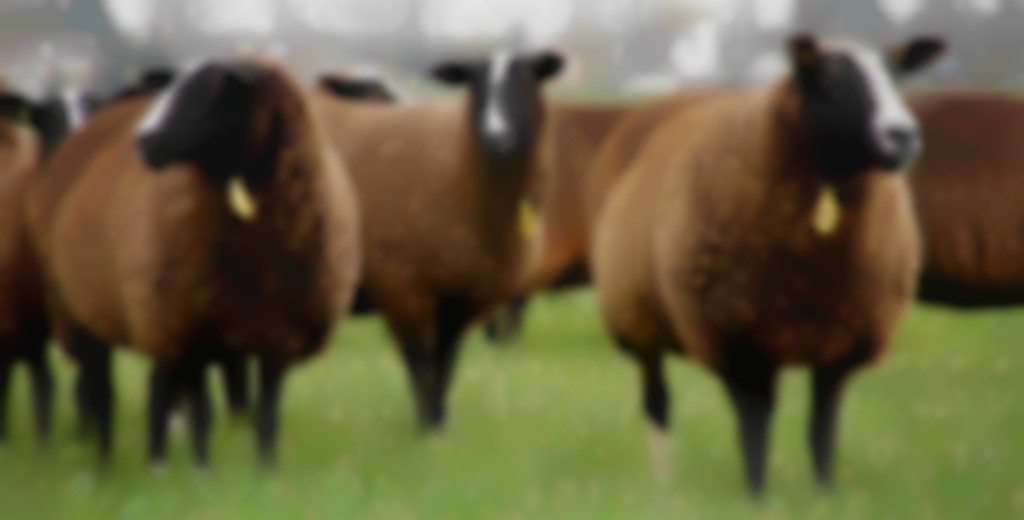 Stamboekdieren van de Zwartbles-fokkersgroep 