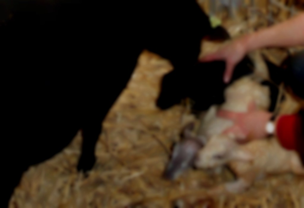 mens raakt pasgeboren lammeren aan