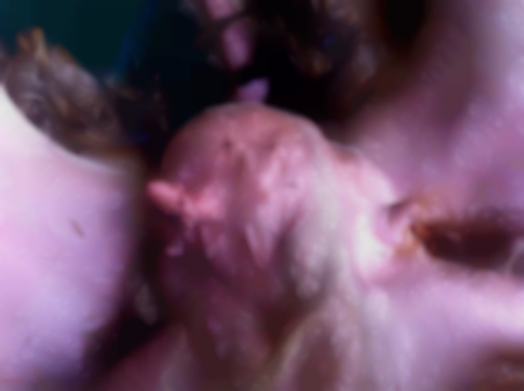 chronische uierontsteking