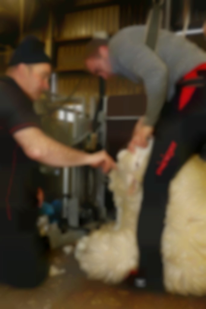 schaap bij de kop vasthouden