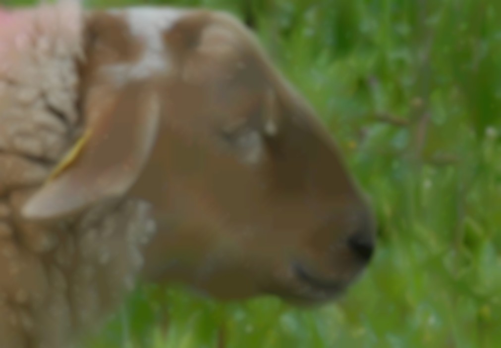 Blauwtong bij schapen.