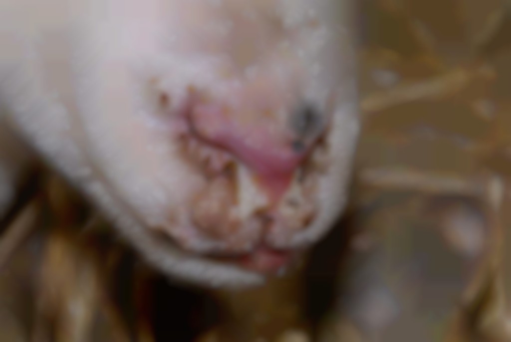 Blauwtong bij schapen.
