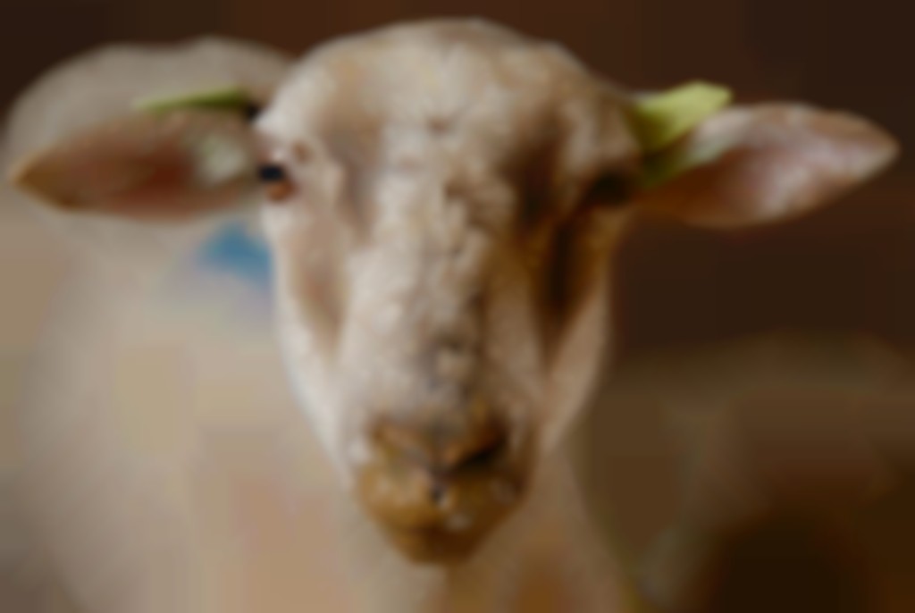 Blauwtong bij schapen.