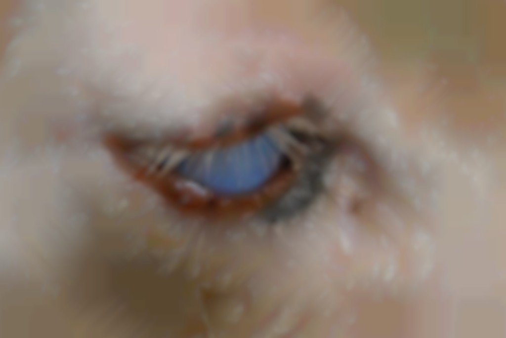 Blauwtong bij schapen.