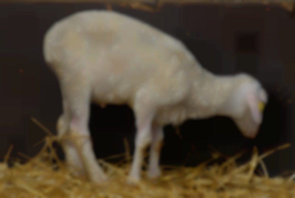 Blauwtong bij schapen.
