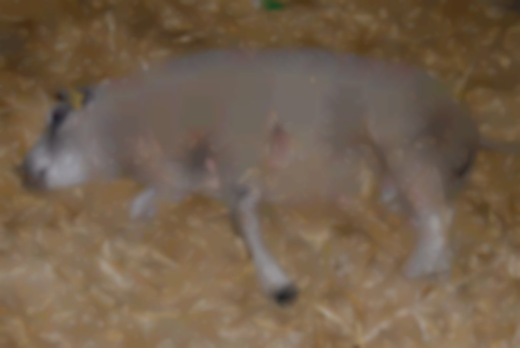 Blauwtong bij schapen.