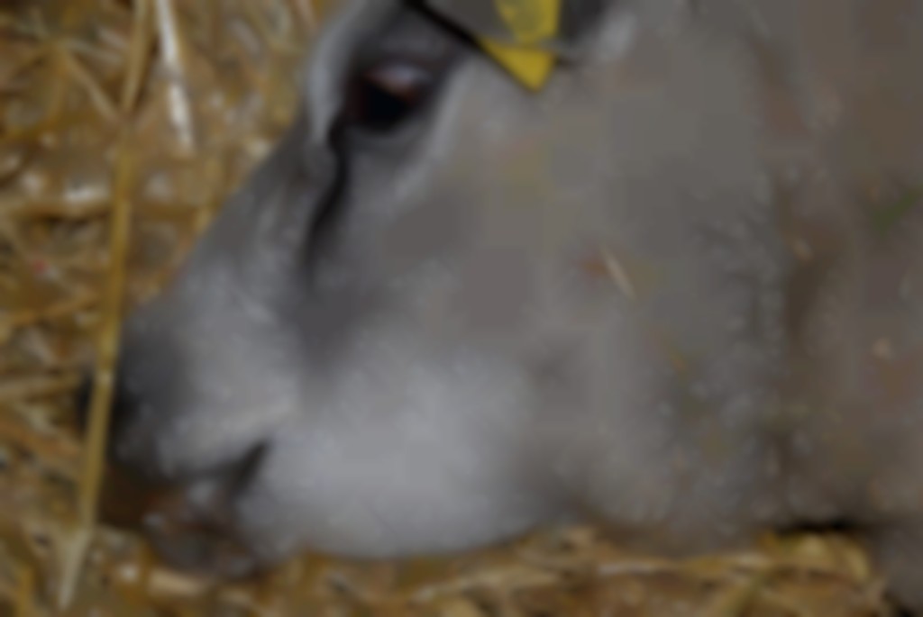 Blauwtong bij schapen.