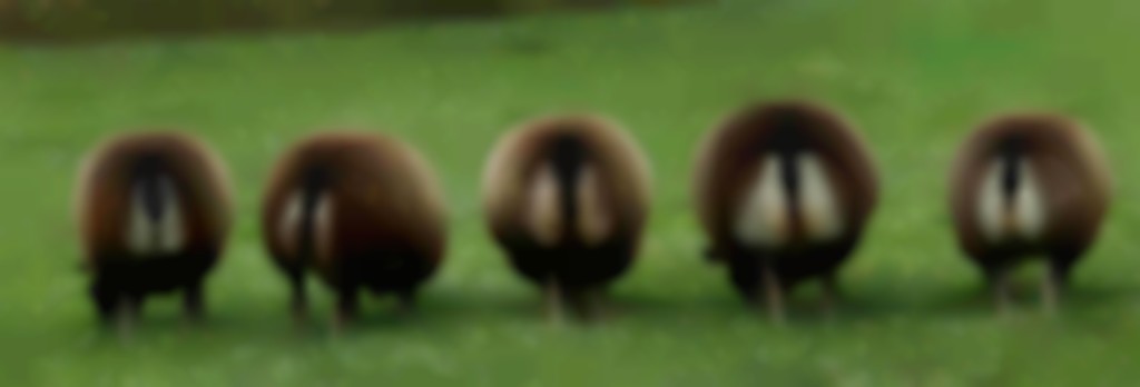 5 grazende schapen van achteren gezien