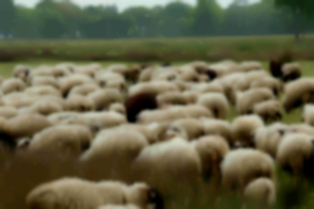Kudde grazende Schoonebeekers in de natuur
