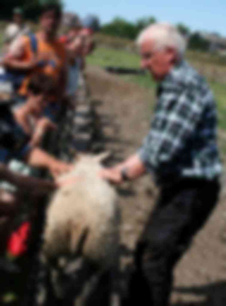 Op schapenbedrijven met publieksfuncties gelden Q-koortsregels