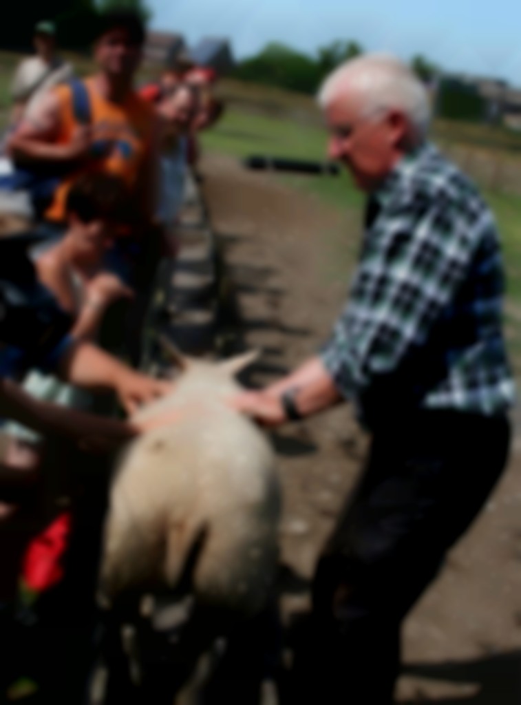 Op schapenbedrijven met publieksfuncties gelden Q-koortsregels