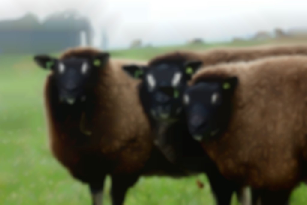 drie Dassenkopschapen staan bij elkaar in de wei