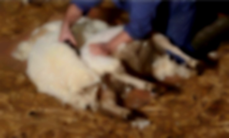 Kopervergiftiging bij schapen