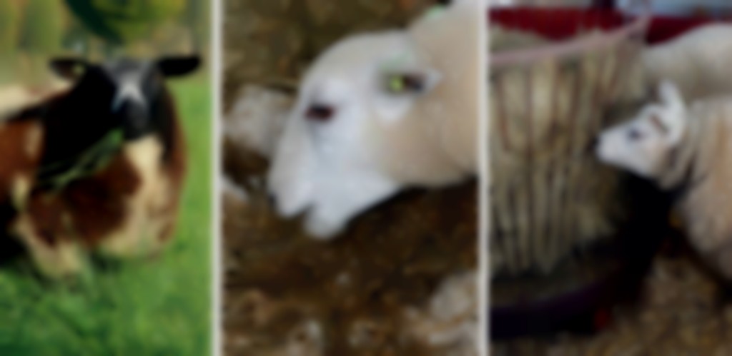 kopervergiftiging komt te vaak voor bij schapen
