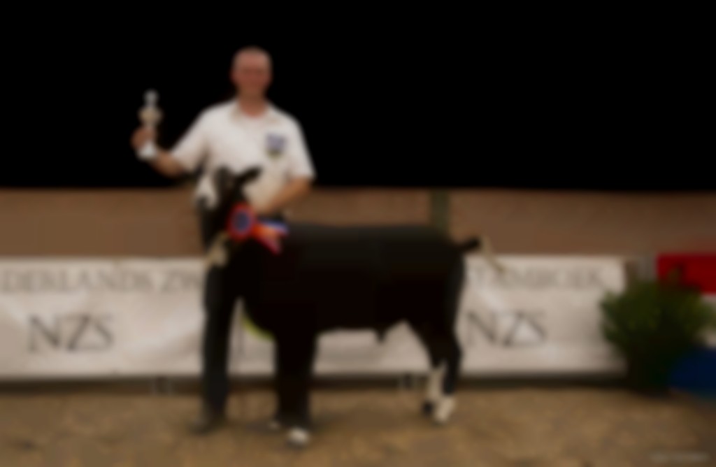Naar de keuring? Zo maak je een schaap keuringsklaar