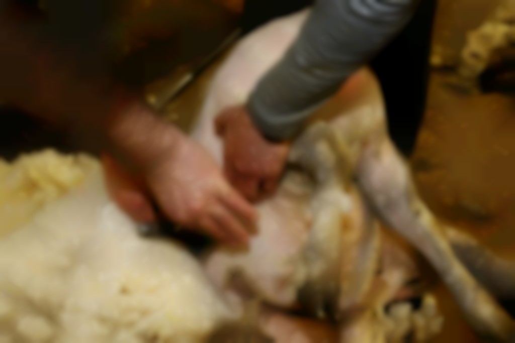 huid van schaap strak houden