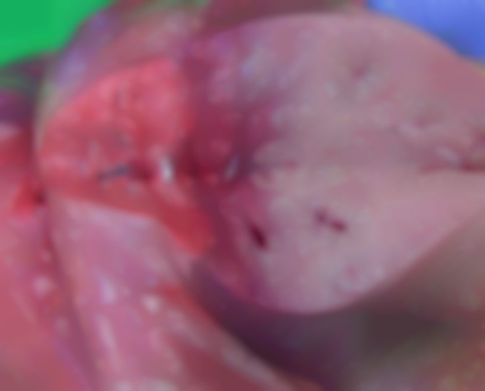 dwarsdoorsnede van long van een schaap met jaagsiekte