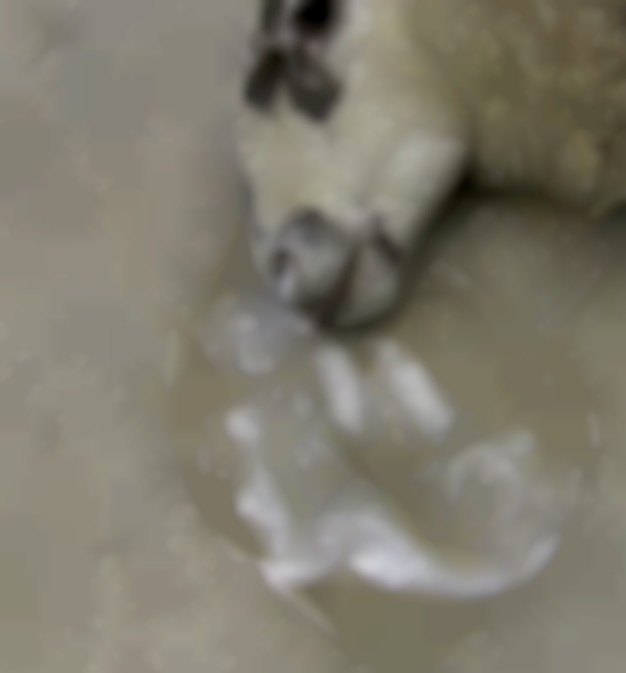 schaap in vergevorderd stadium van jaagsiekte