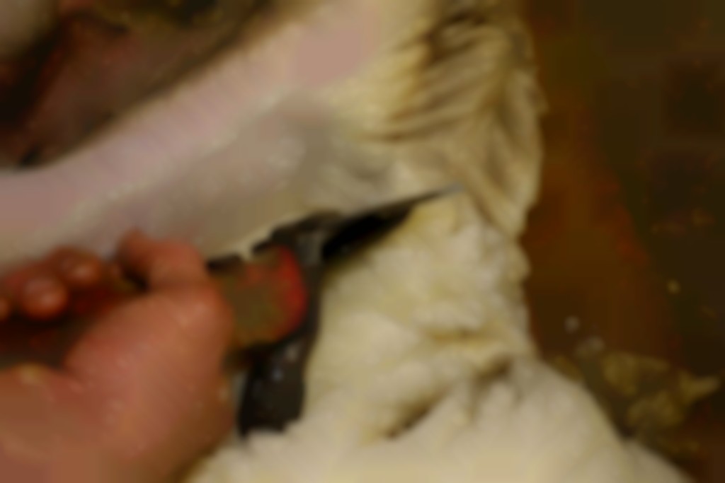 lange haal maken bij het scheren van een schaap