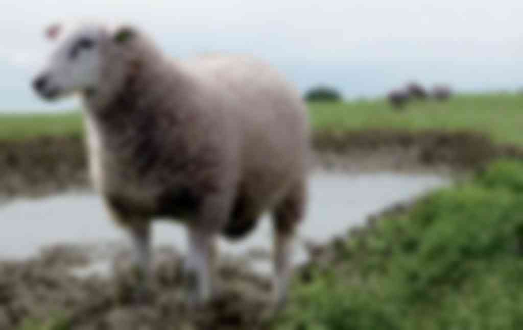 leverbot kan nog toeslaan