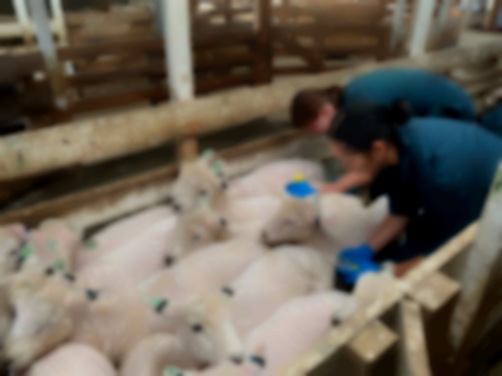 Studenten nemen mestmonsters voor sporenonderzoek in mest.