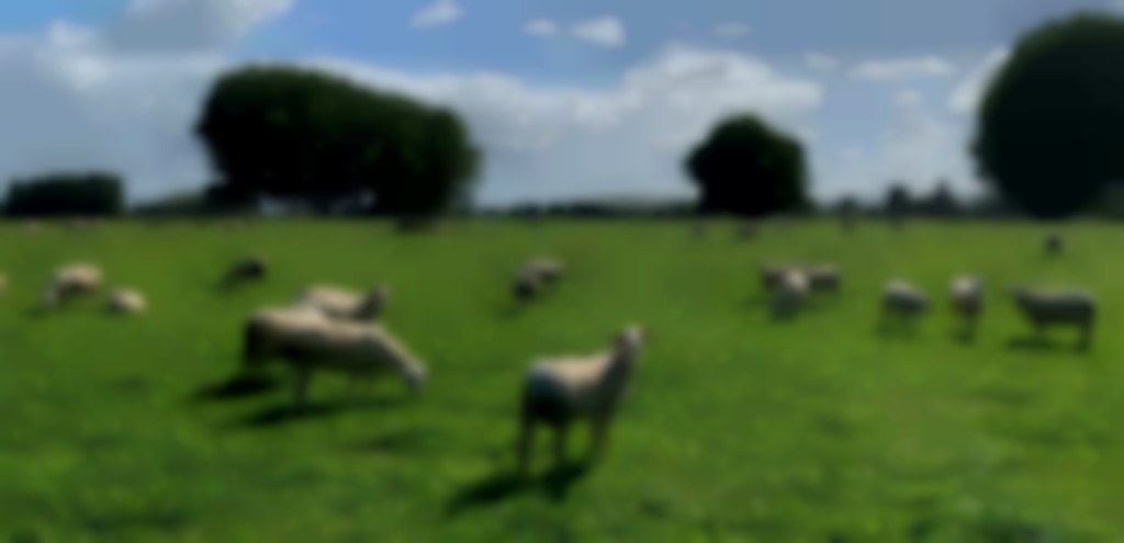 Schapen op perceel met ingezaaide kruiden op raaigras