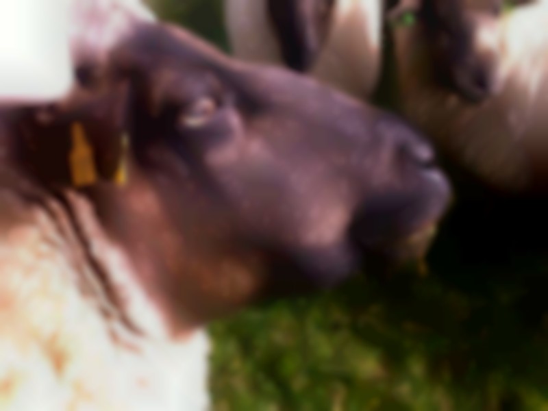 schaap met verdikking van de kop door ecthyma