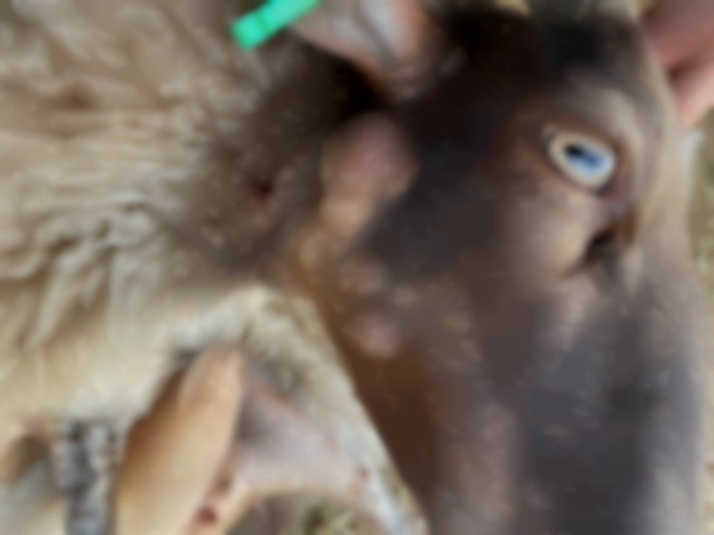 schaap met bult onder de kaak