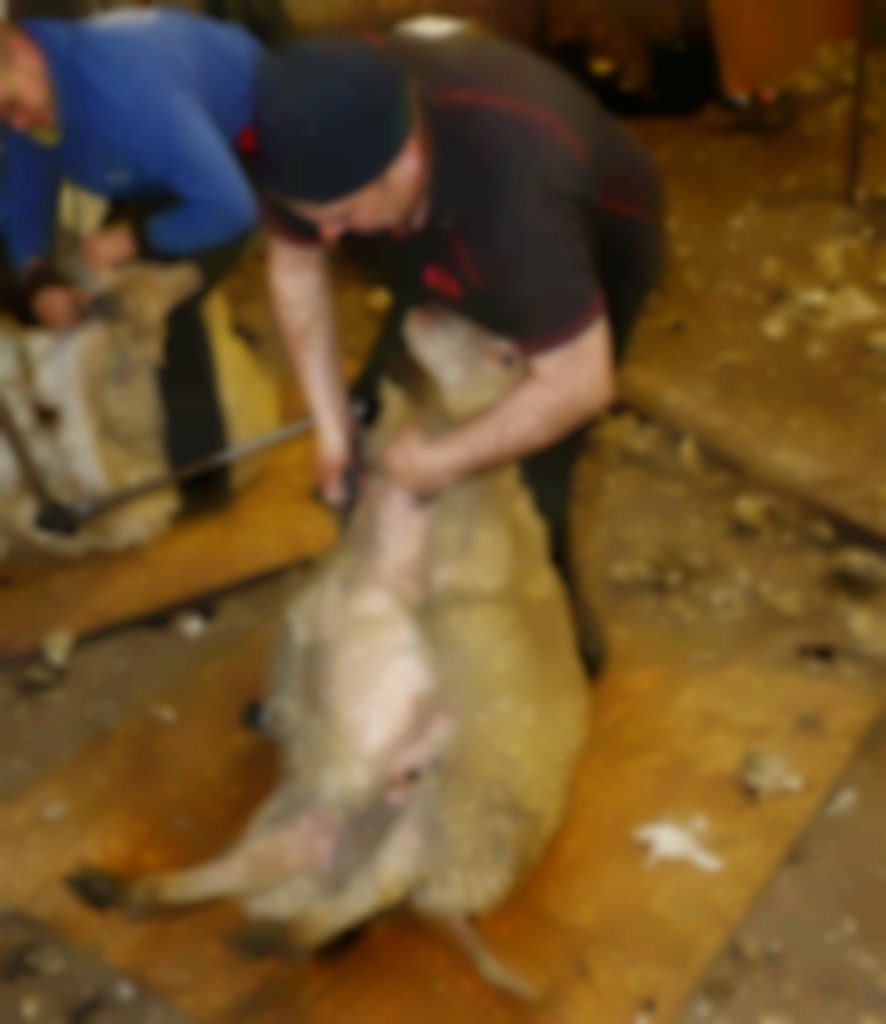 schaap tijdens het scheren in goede positie houden