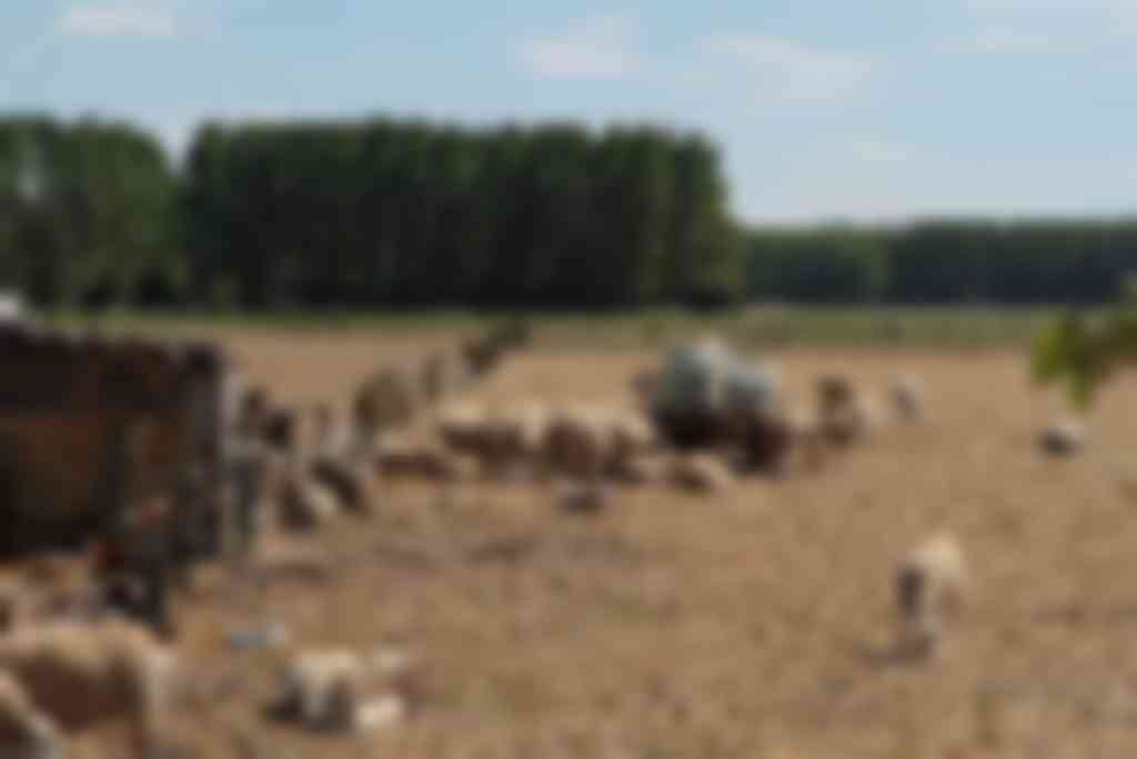 schaduw geven aan schapen tijdens hitte