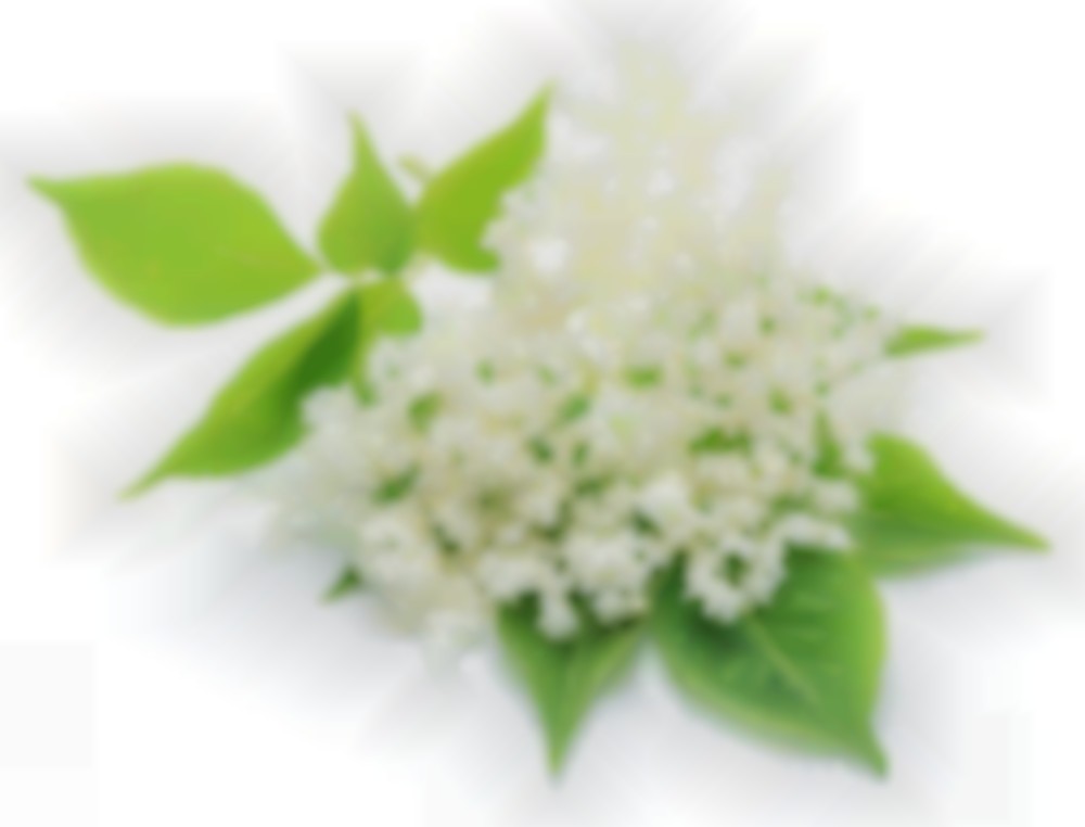 Vlierbloesem en blauwtong