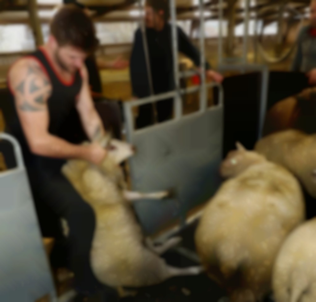 schaap pakken om te scheren