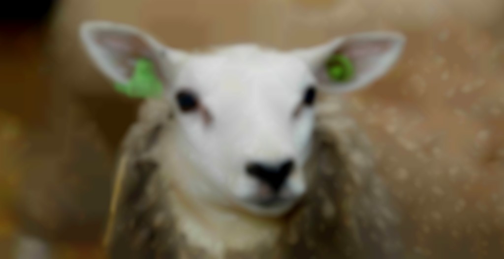 veel fouten in I&R databank schapenhouderij