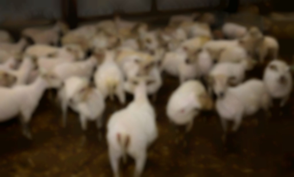 koppel geschoren schapen in de stal