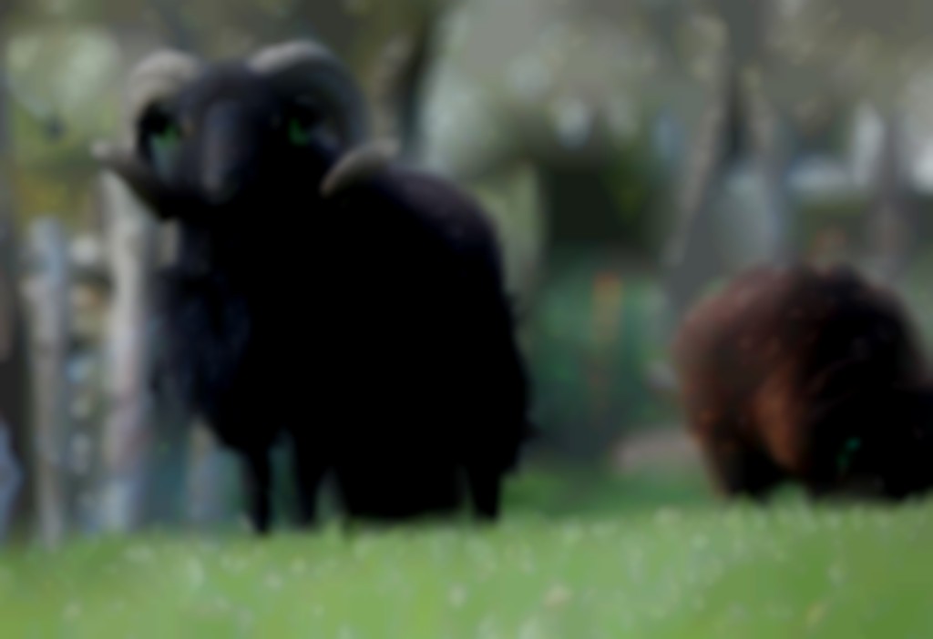  De Franse Ouessants zijn echt klein.