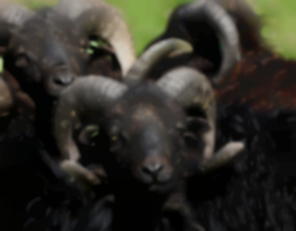 De hoogtemaat is het moeilijkst te fokken onderdeel van de Ouessant.