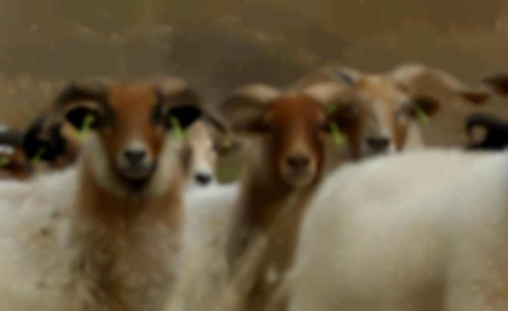Drentse heideschapen