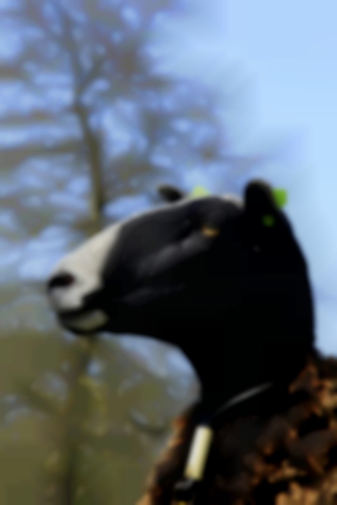 De kop van de Zwartbles is ongehoornd, lang, smal en met een fraaie neusboog en grote ogen.