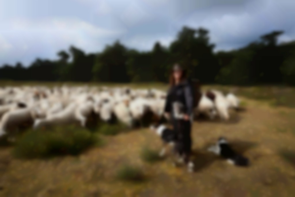 Schapen drijven: Denk vanuit het schaap, train jezelf in schapen lezen, zie nuances.