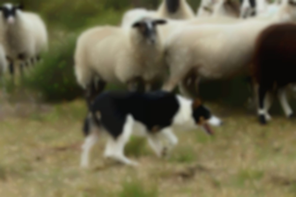 Schapen drijven met bordercollies: tips