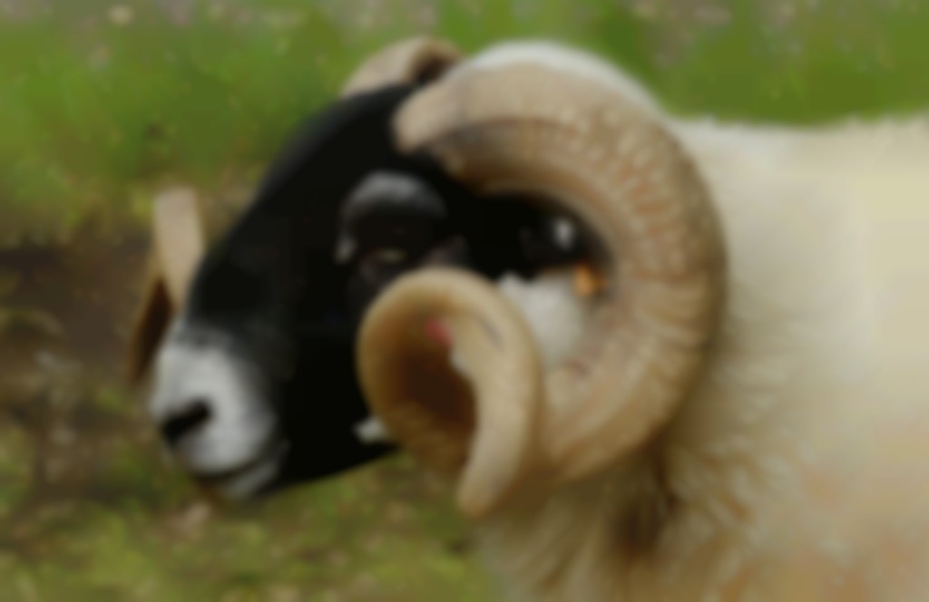 Scottisch Blackface