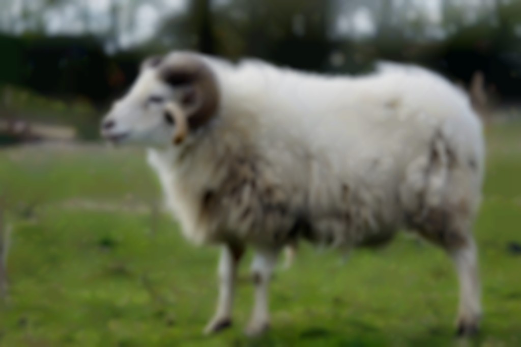 witte skudde
