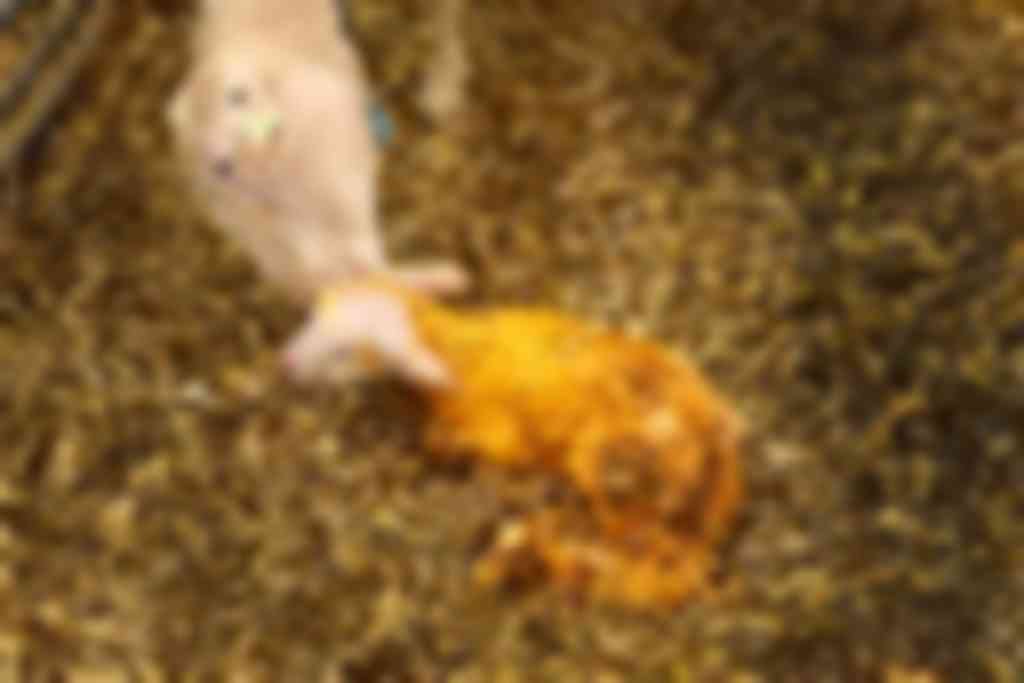 “Schapenhouders hebben niet altijd het geduld om een paar uur te wachten op de
geboorte.”