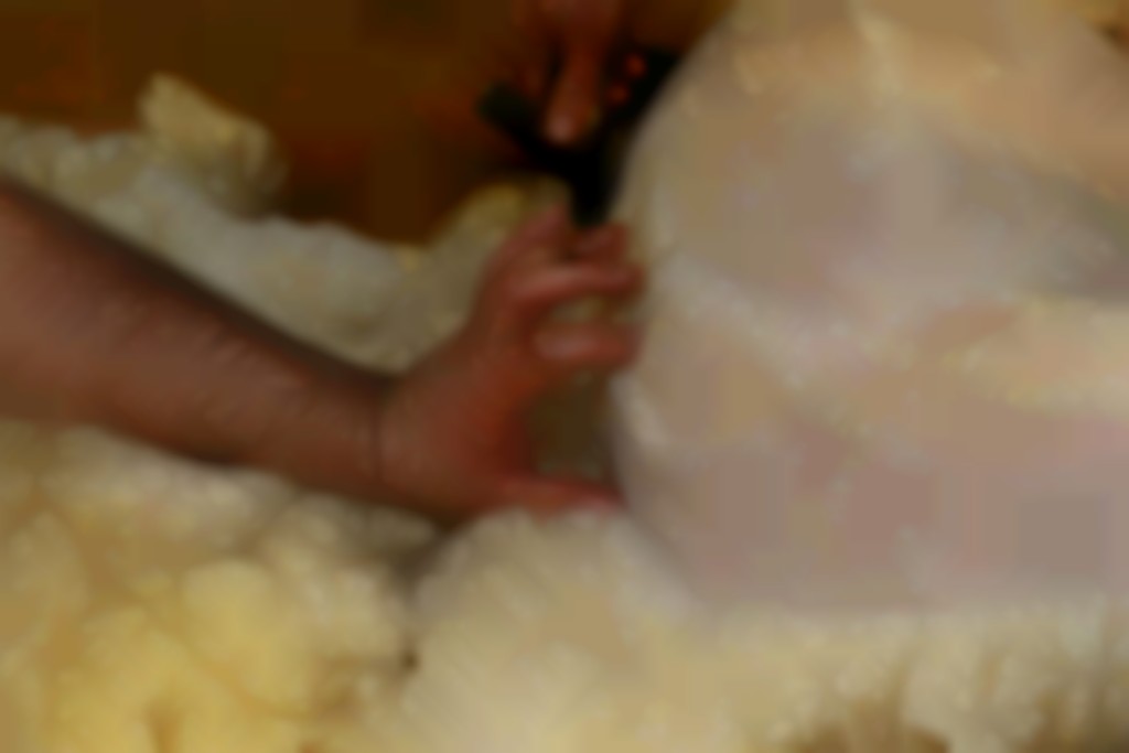 schaap over de rug scheren