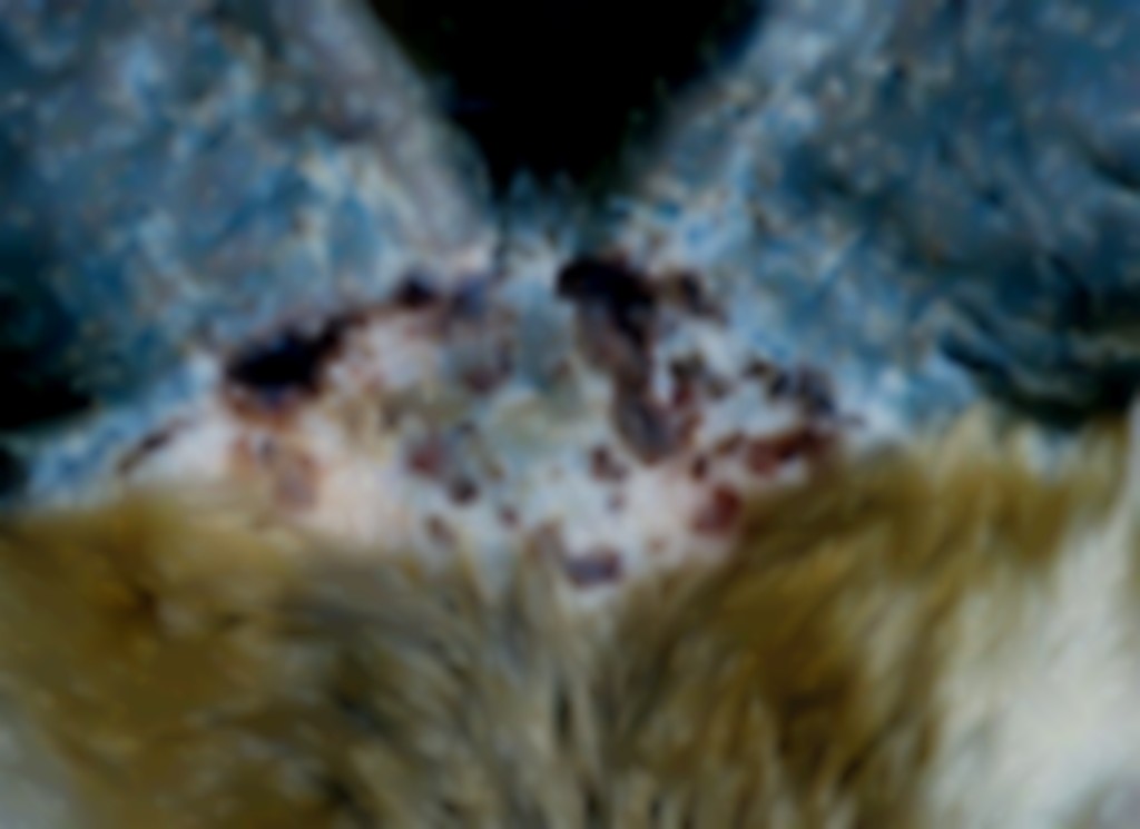 Parasieten bij schapen