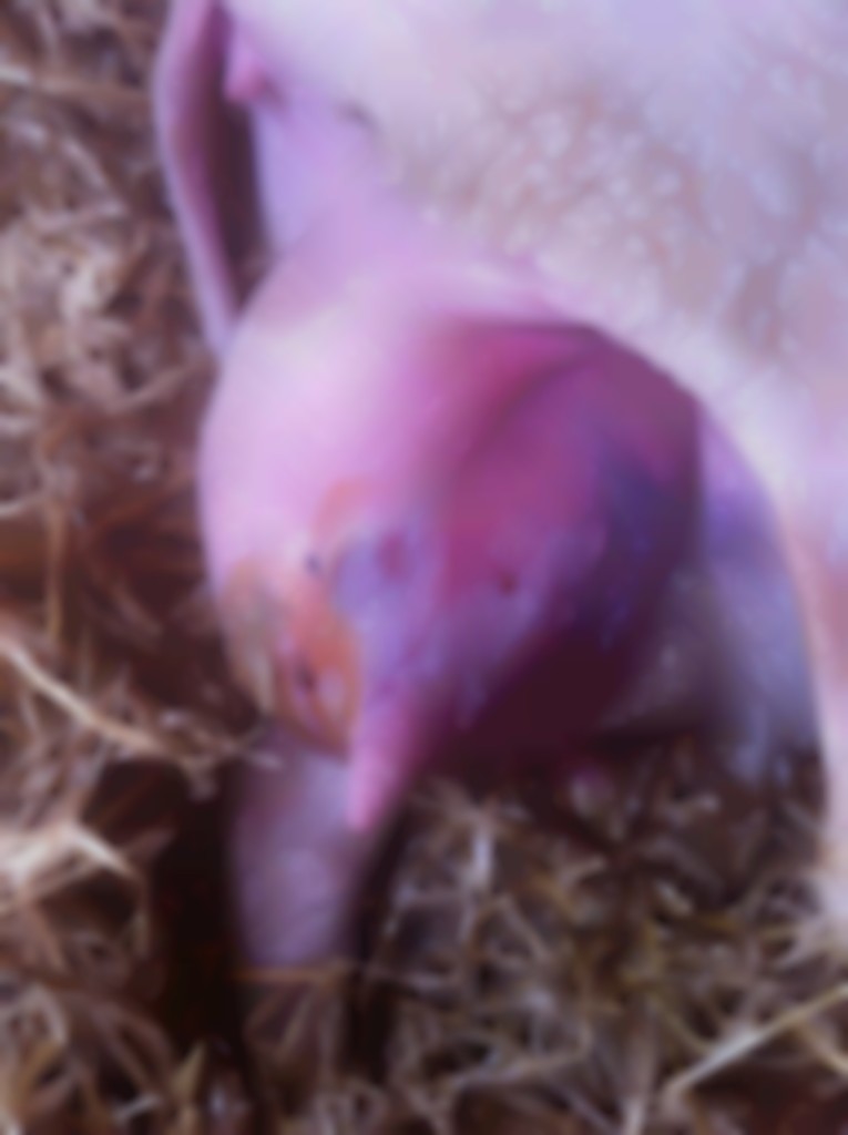 uierontsteking waarbij een deel van de uier blauw is