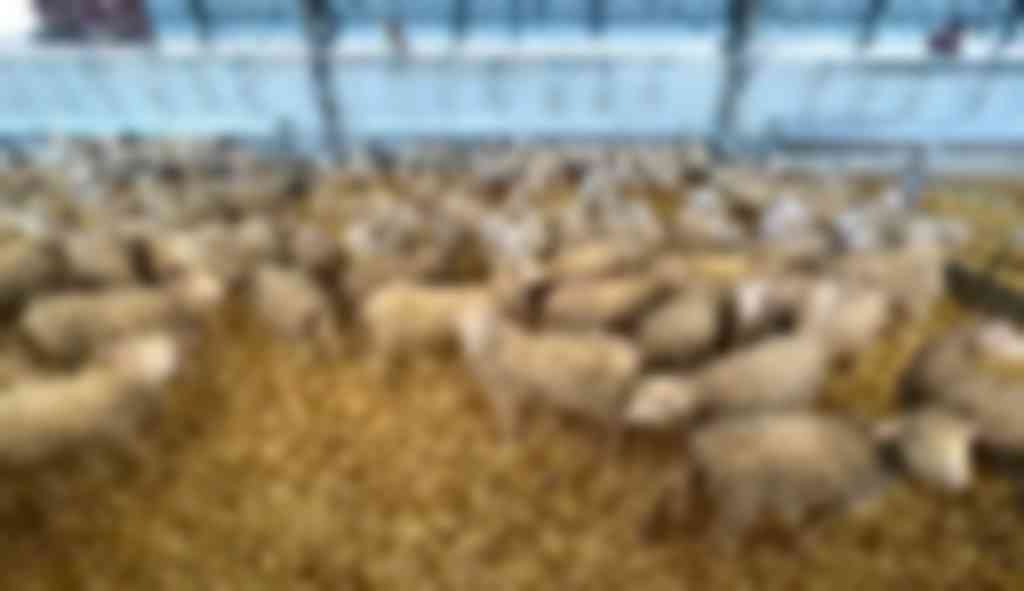 Afmestlammeren in Spanje waar schapenpokken heerst