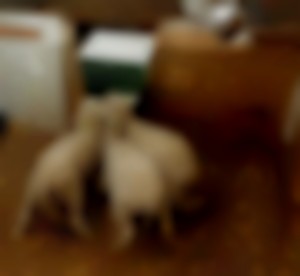 zwoegerziekte via lambar moederloos opfokken